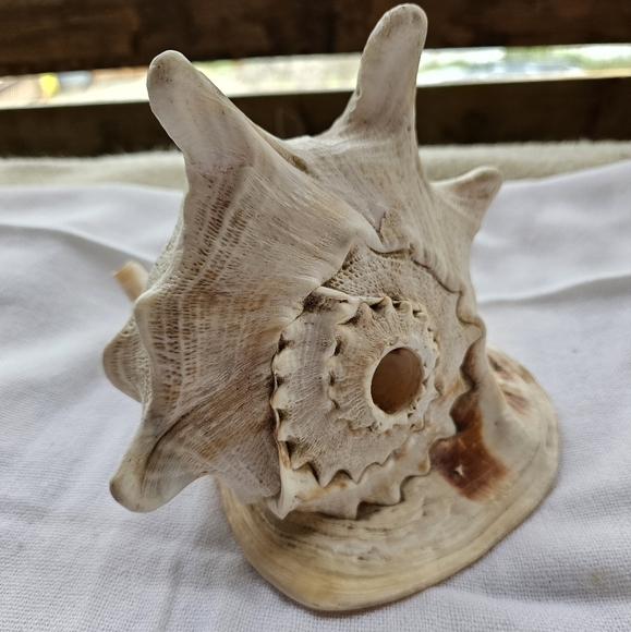 Large Conch Shell - Picture 1 of 6